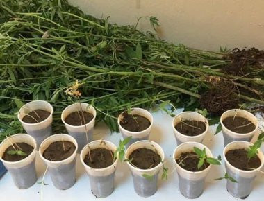 Εύβοια: 59χρονη έκρυβε δενδρύλλια κάνναβης στο σπίτι της